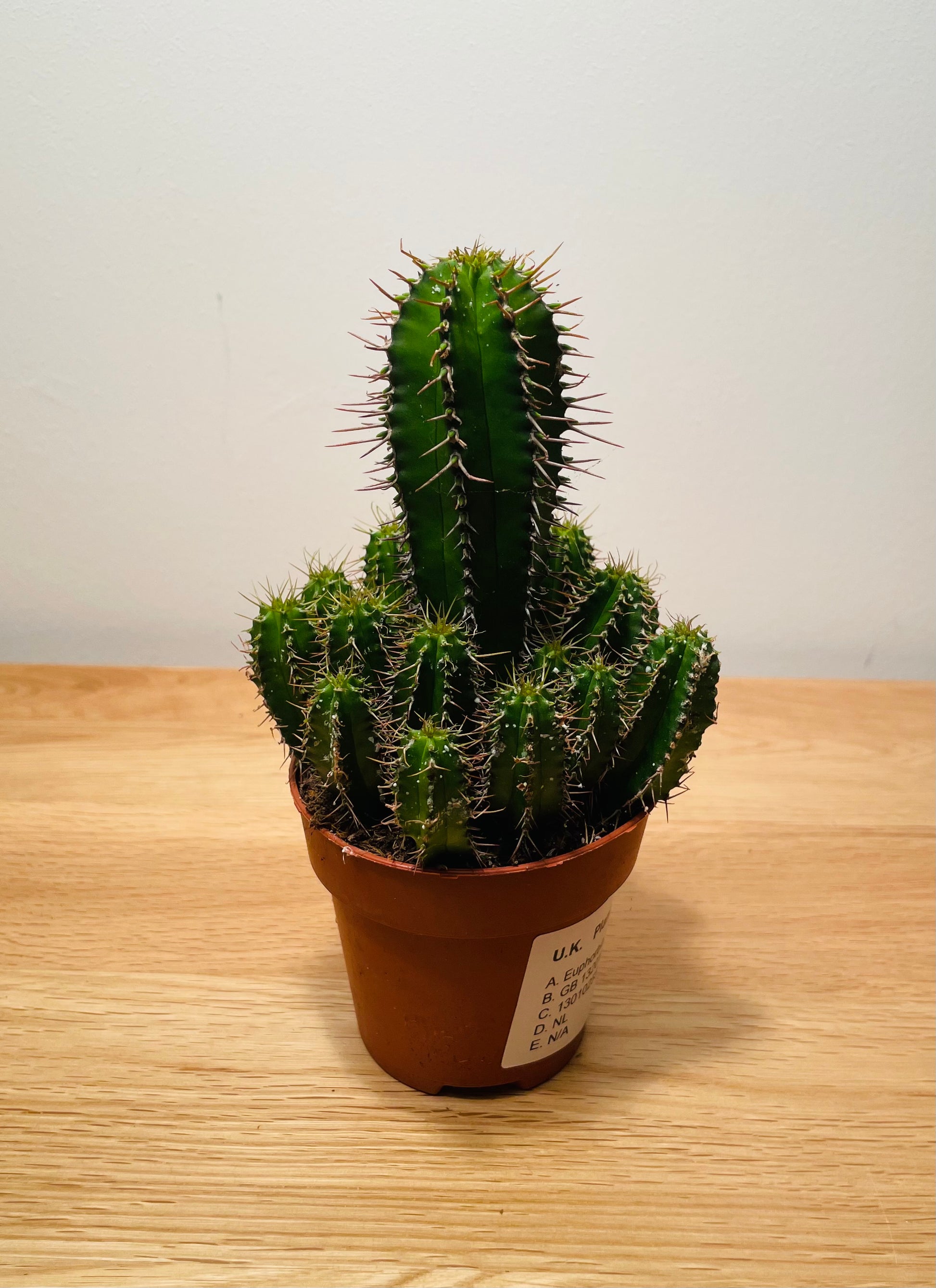 Euphorbia Fructicosa in a 8cm pot Cassandra's Plants