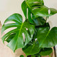 Monstera Deliciosa 17cm pot Cassandra's Plants