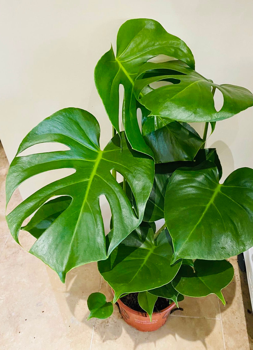 Monstera Deliciosa 17cm pot Cassandra's Plants