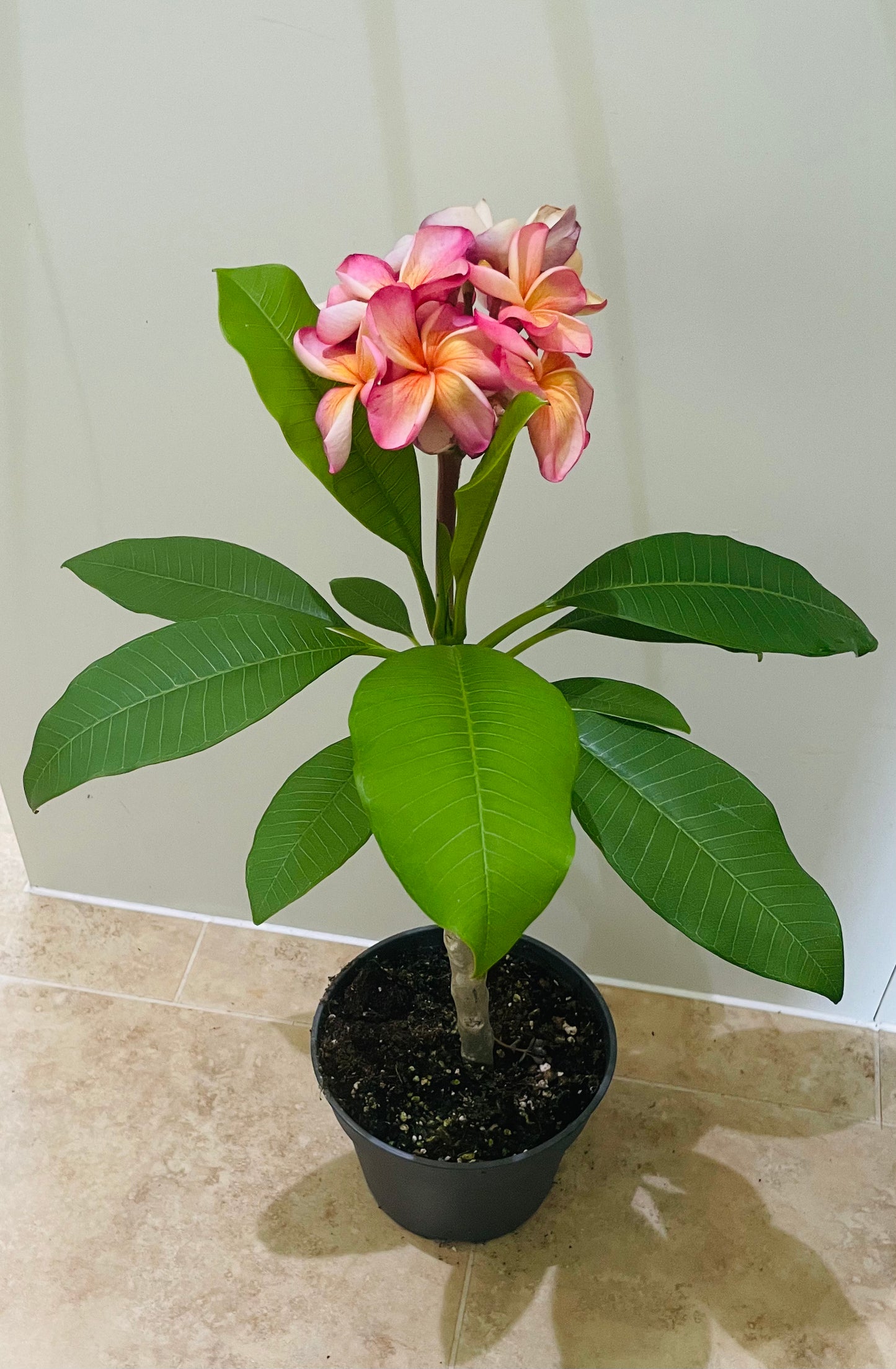 Plumeria Alba Frangipani Temple Tree