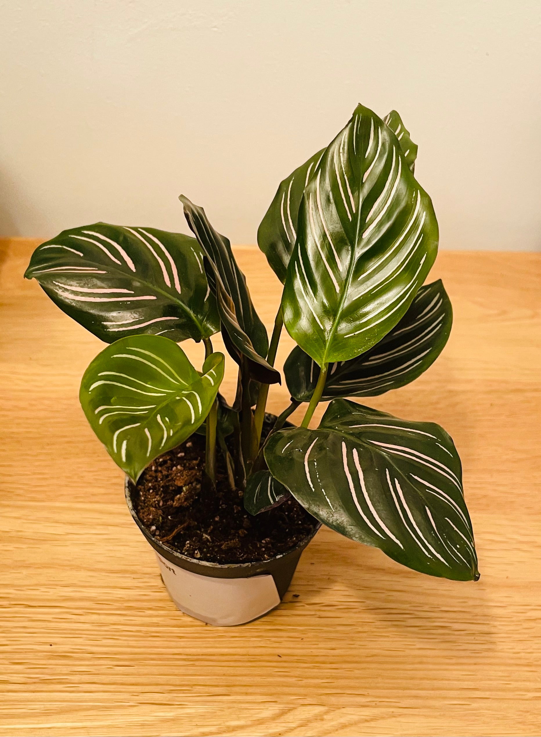 Calathea Ornata Sanderiana 7cm Pot Cassandra's Plants
