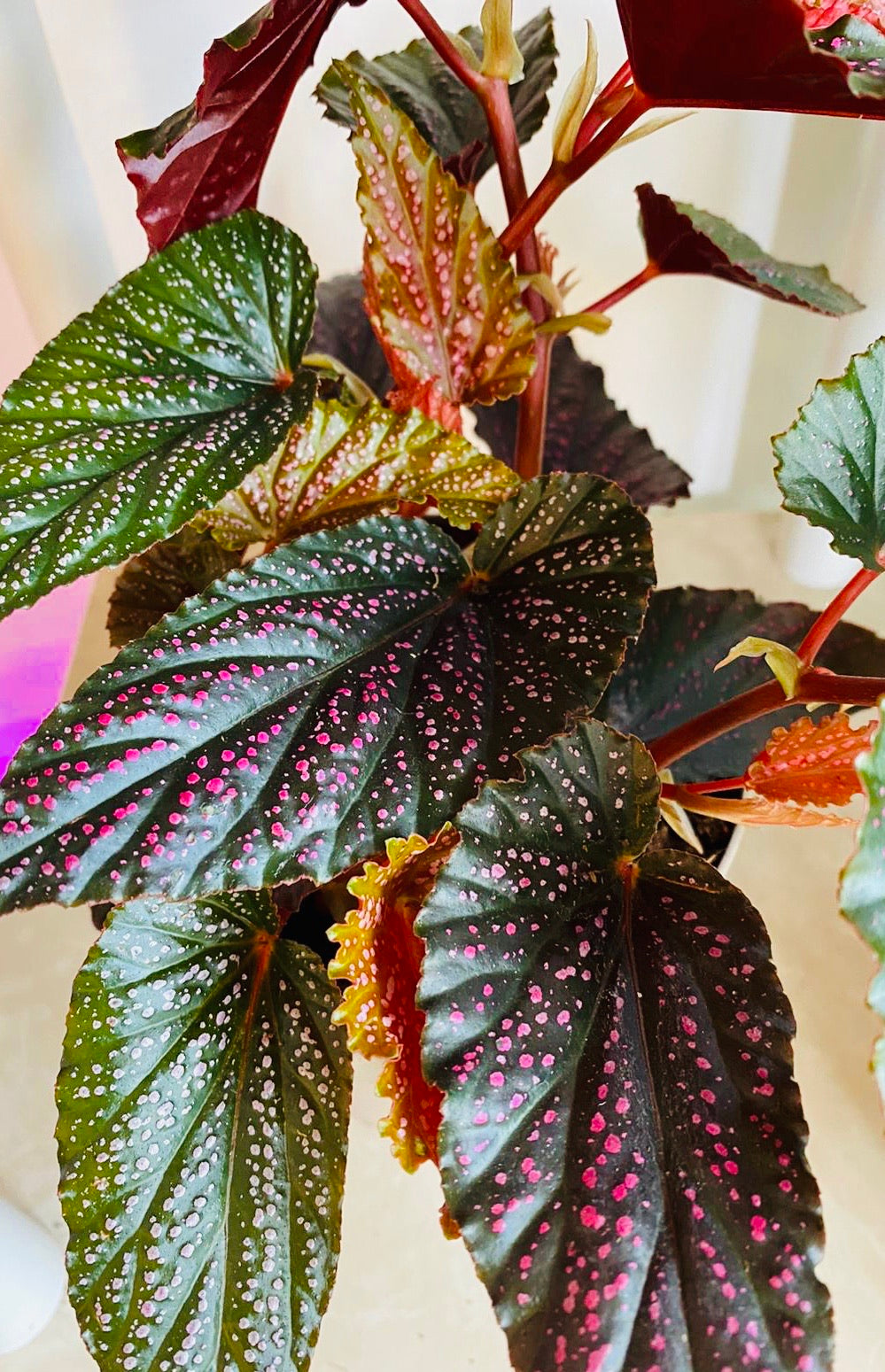 Begonia Benigo Pink Polka Dot 14cm Pot Cassandra's Plants