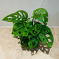 Monstera Adansonii in a 12cm pot Cassandra's Plants