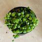 Senecio Rowleyanus String of Pearls in a 8cm Pot Cassandra's Plants