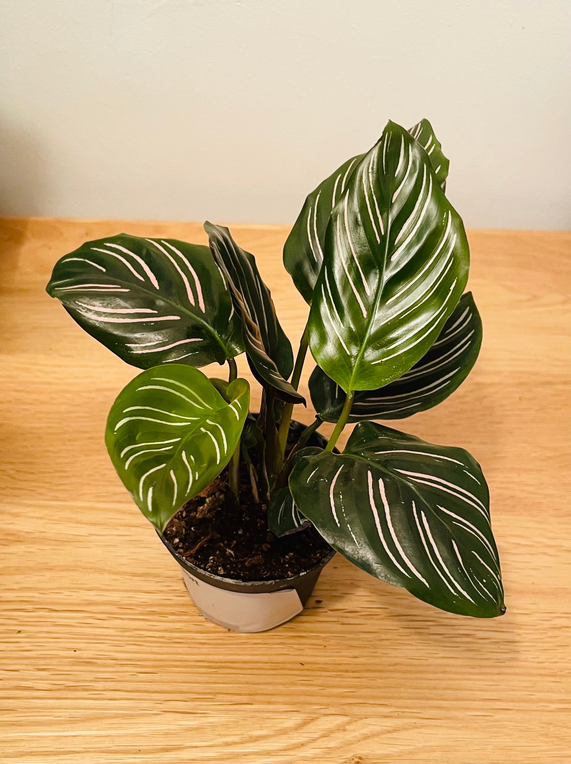 Calathea Ornata Sanderiana 7cm Pot Cassandra's Plants