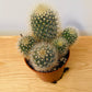 Mammillaria Pilcayensis