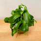 Epiphyllum Guatemalense Curly Locks 12cm Pot Cassandra's Plants
