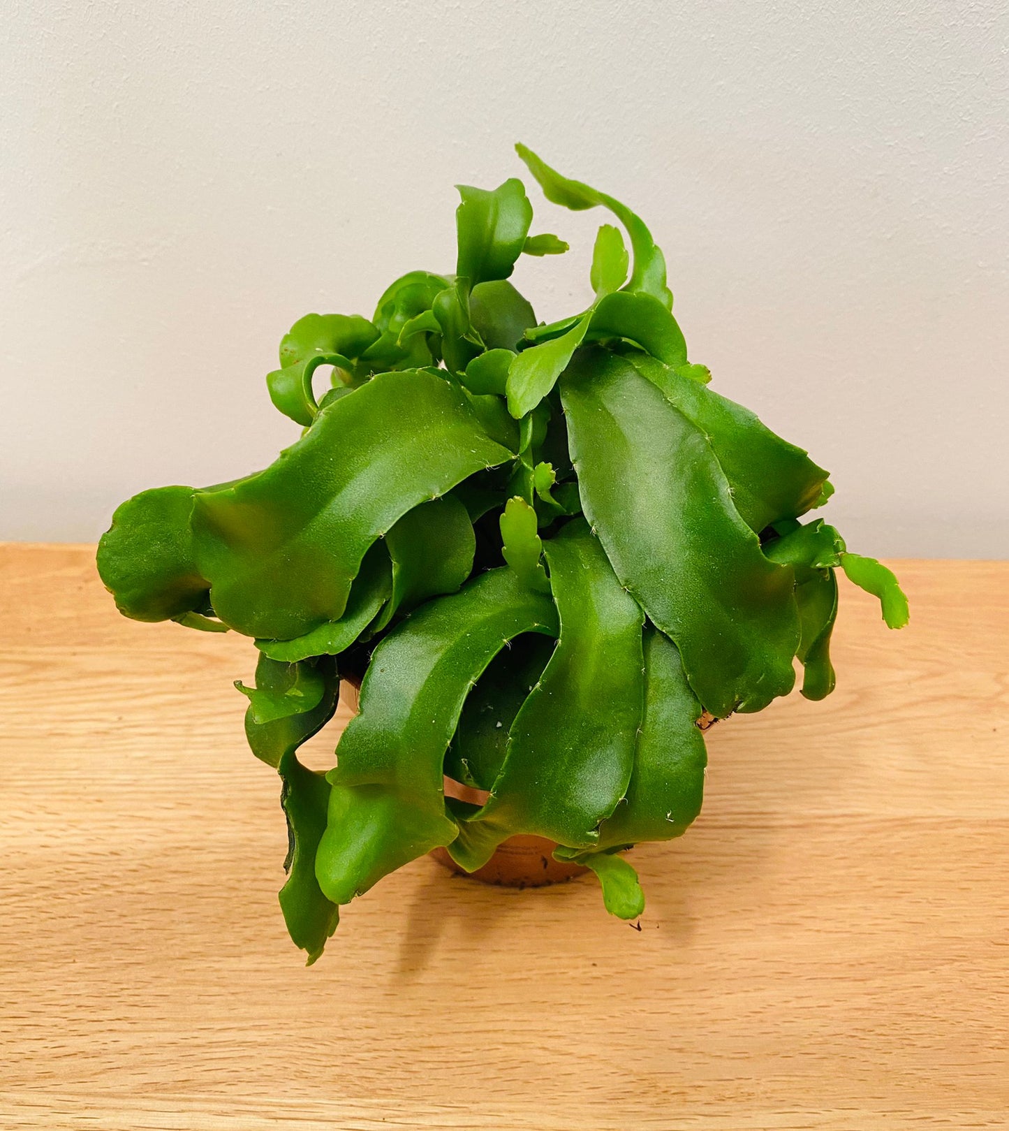 Epiphyllum Guatemalense Curly Locks 12cm Pot Cassandra's Plants