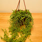 Senecio Herreianus String of Tears