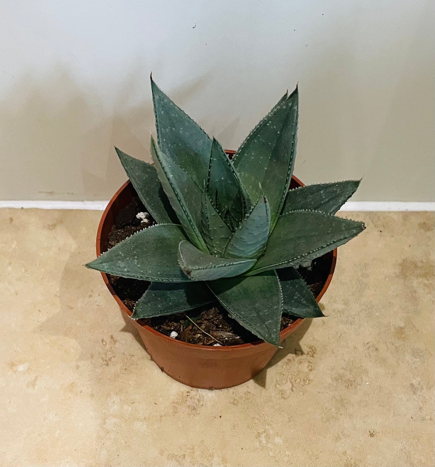Haworthia Savanna in a 9cm pot Cassandra's Plants