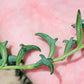Senecio Peregrinus String of Dolphins Cassandra's Plants