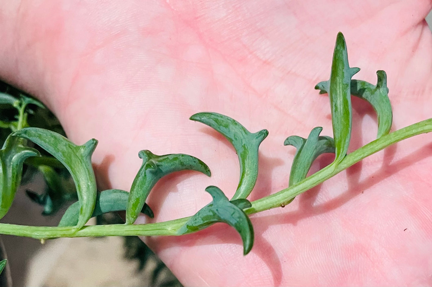 Senecio Peregrinus String of Dolphins Cassandra's Plants