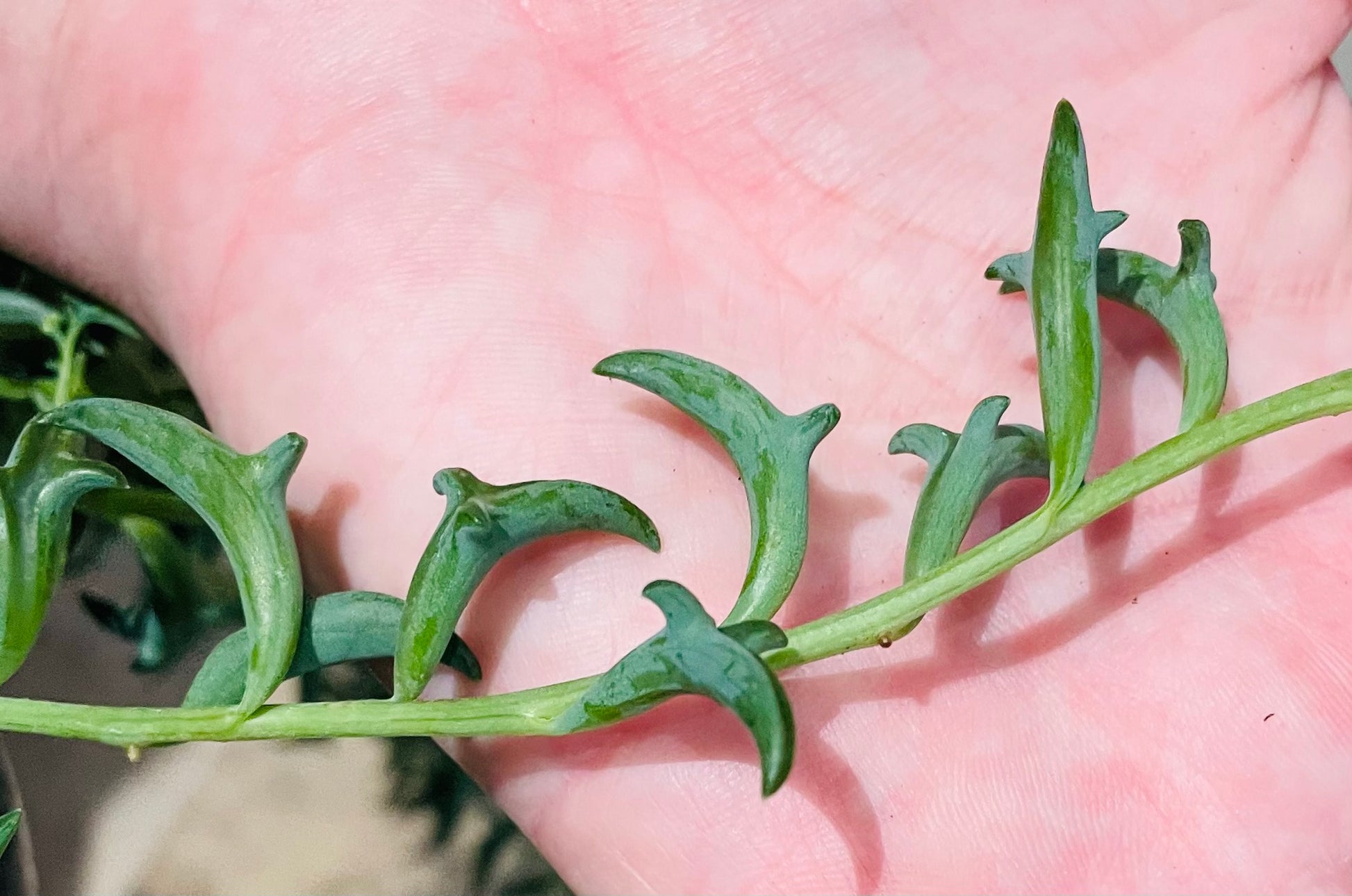 Senecio Peregrinus String of Dolphins Cassandra's Plants