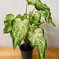 Caladium White Diamond 12cm Pot Cassandra's Plants