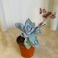 Pachyveria Kobayashi in 5.5cm Pot Cassandra's Plants