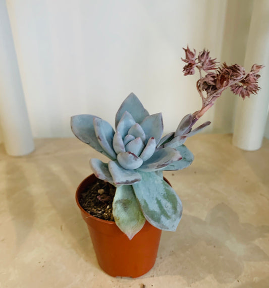 Pachyveria Kobayashi in 5.5cm Pot Cassandra's Plants