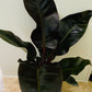 Philodendron Imperial Red in a 14cm Pot Cassandra's Plants