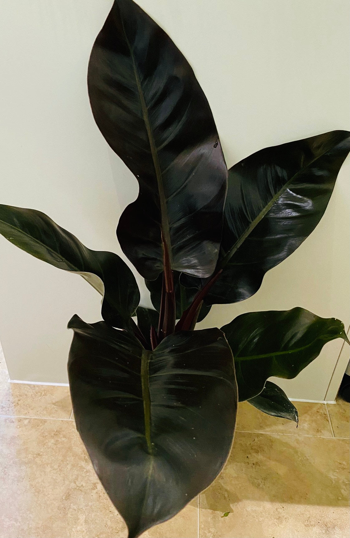 Philodendron Imperial Red in a 14cm Pot Cassandra's Plants