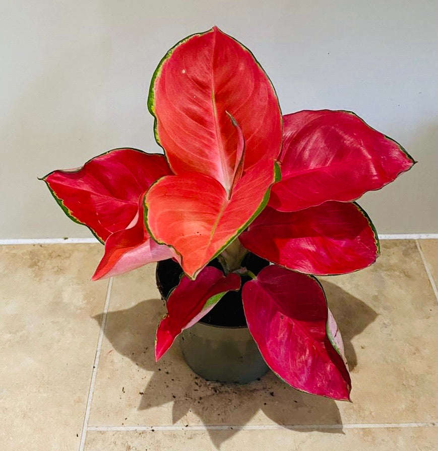 Aglaonema Anyamanee Orange 12cm Pot Cassandra's Plants