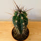 Stetsonia Coryne Cactus in 5.5cm Pot Cassandra's Plants