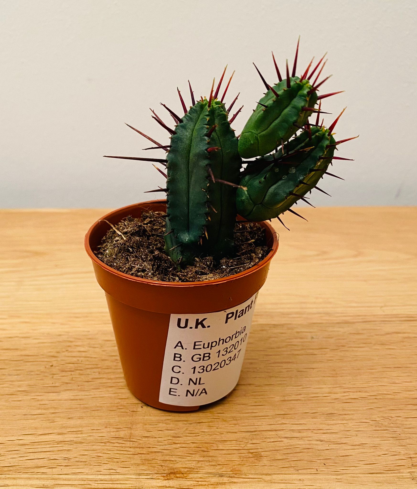 Euphorbia Enopla in a 5.5cm Pot Cassandra's Plants