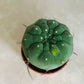 Matucana Madisoniorum 5.5cm Cassandra's Plants