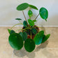 Pilea Peperomoides Chinese Money Plant Cassandra's Plants