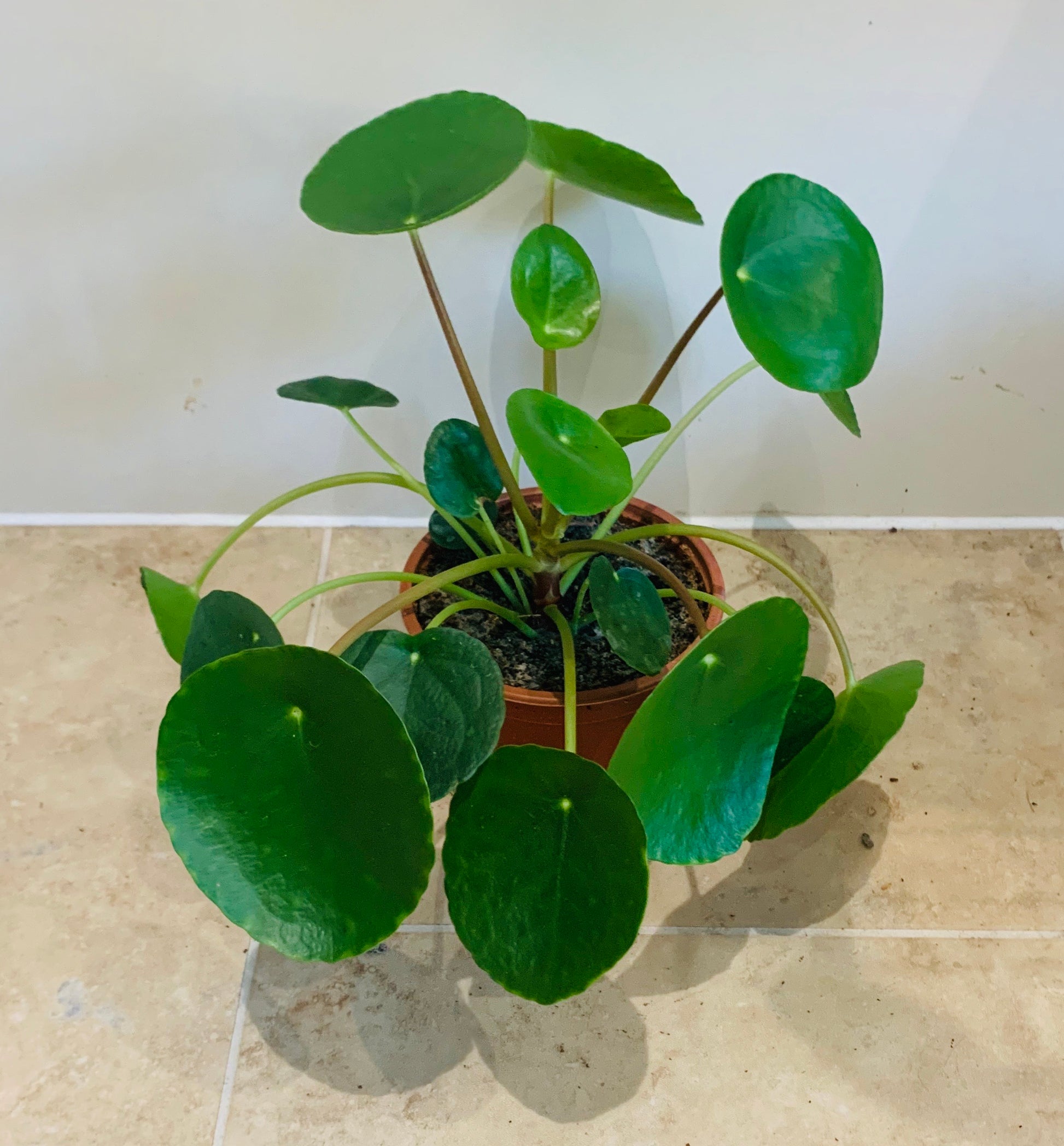 Pilea Peperomoides Chinese Money Plant Cassandra's Plants