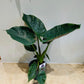 Alocasia Wentii 19cm Pot Cassandra's Plants