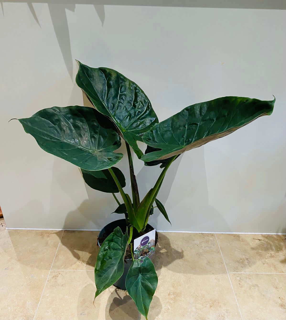 Alocasia Wentii 19cm Pot Cassandra's Plants