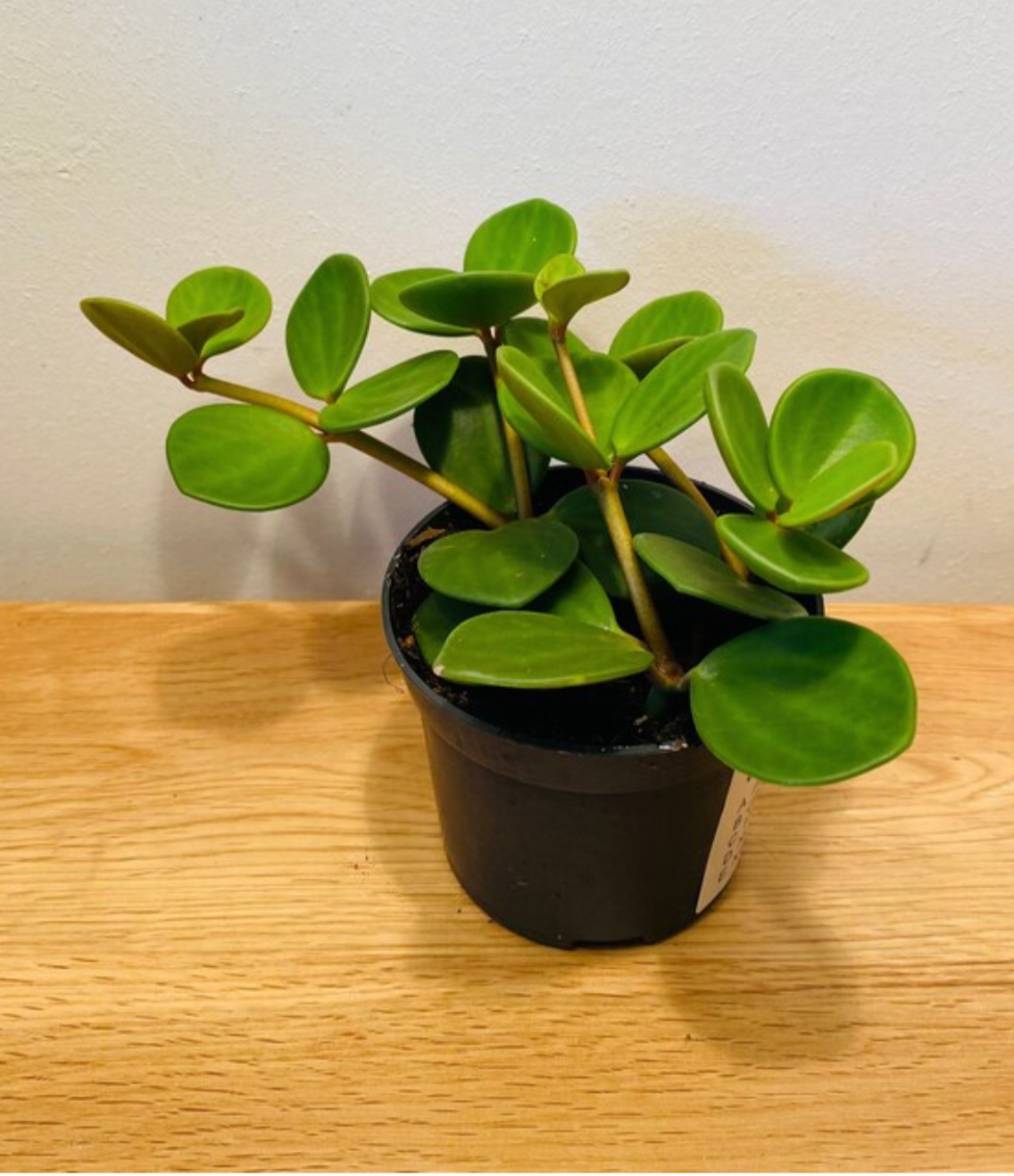 Peperomia Hope Cassandra's Plants