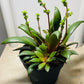 Crassula Orbicularis var. Rosularis 11cm pot Cassandra's Plants