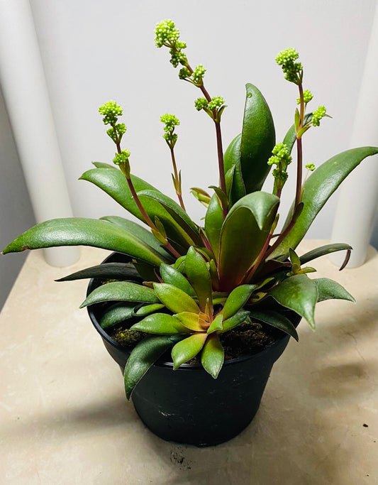 Crassula Orbicularis var. Rosularis 11cm pot Cassandra's Plants