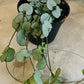 Ceropegia Woodii String of Hearts ‘Silver Glory’ 7cm Pot Cassandra's Plants