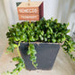 Senecio Rowleyanus String of Pearls Cassandra's Plants