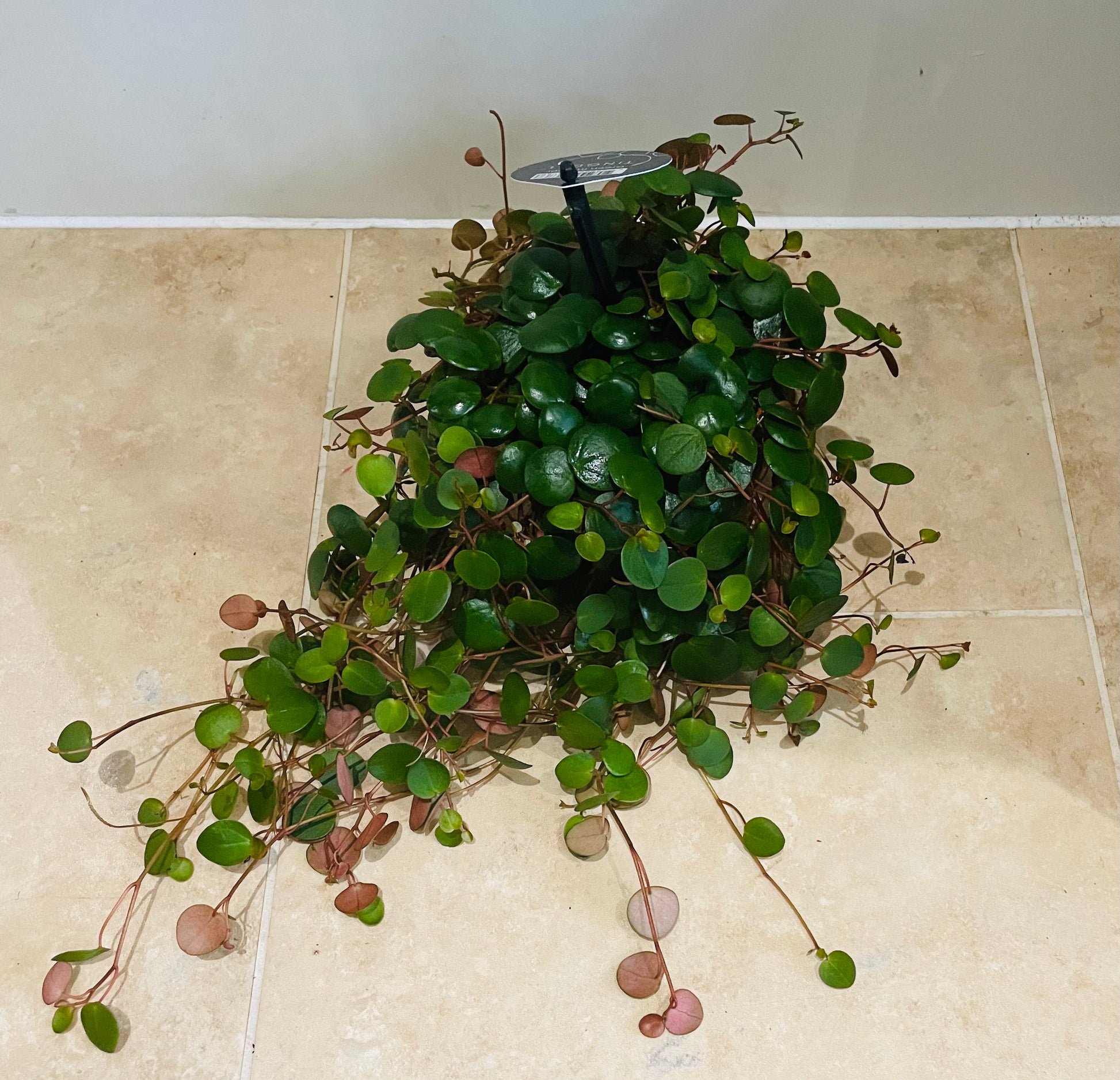 Peperomia Pepperspot Cassandra's Plants