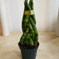 Sansevieria Cylindrica In a 6.5 cm pot Cassandra's Plants