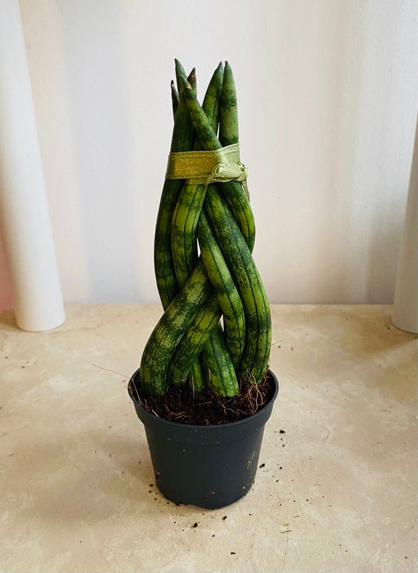 Sansevieria Cylindrica In a 6.5 cm pot Cassandra's Plants