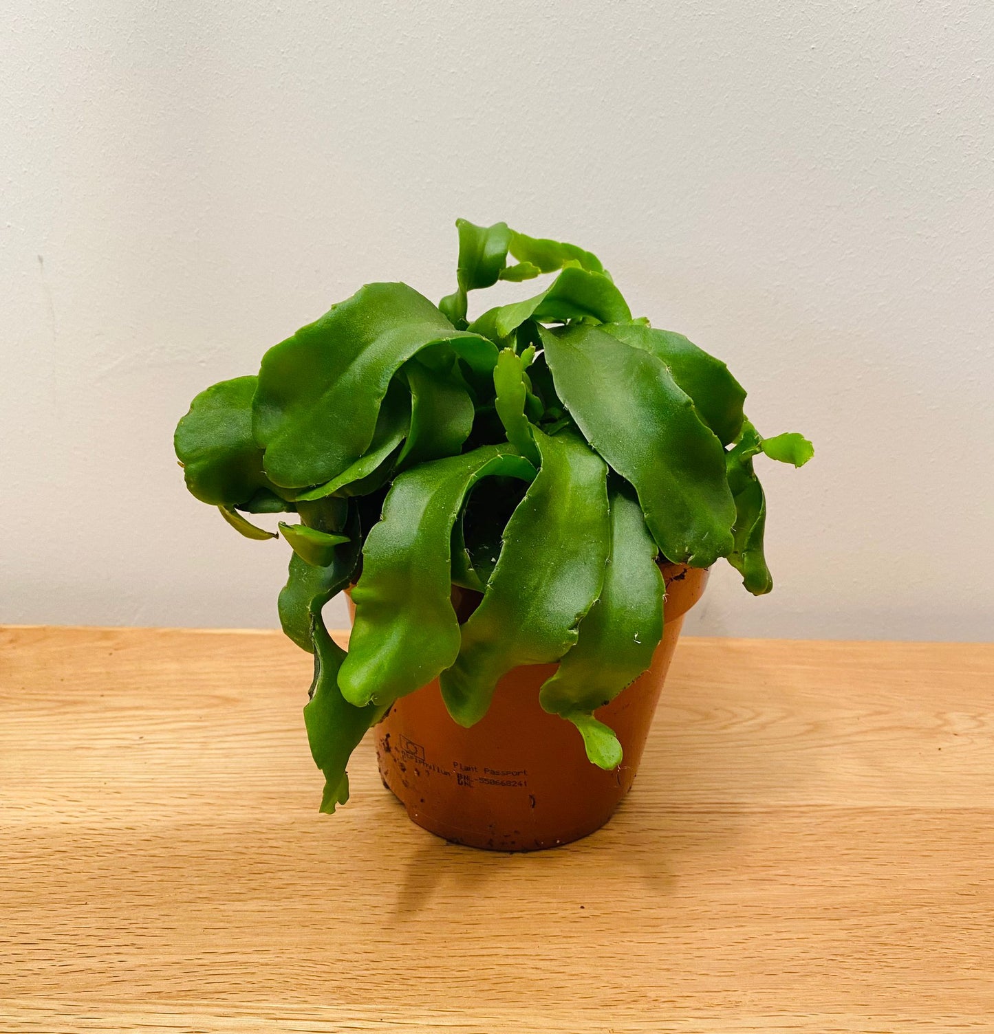 Epiphyllum Guatemalense Curly Locks 12cm Pot Cassandra's Plants