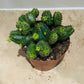 Euphorbia Globosa in a 8.5cm pot Cassandra's Plants