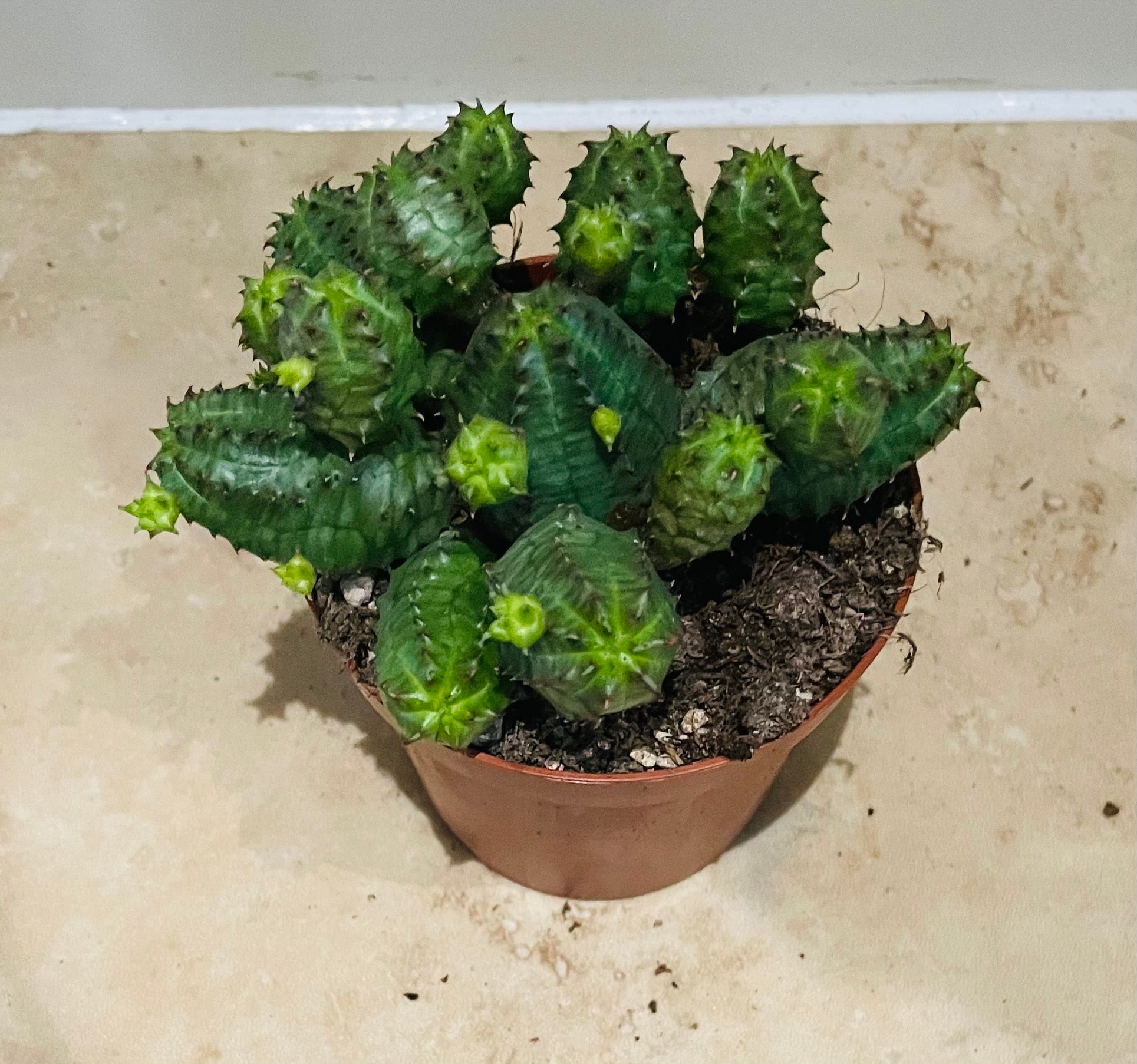 Euphorbia Globosa in a 8.5cm pot Cassandra's Plants