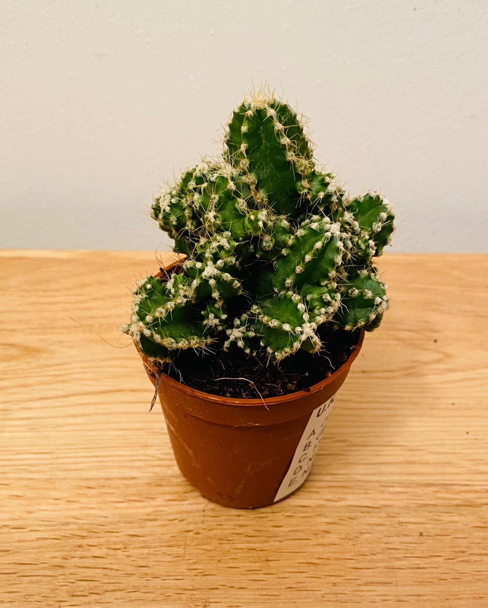 Cereus Florida Fairy Castle 5.5cm Pot Cassandra's Plants