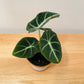 Alocasia Black Velvet 7cm Pot Cassandra's Plants