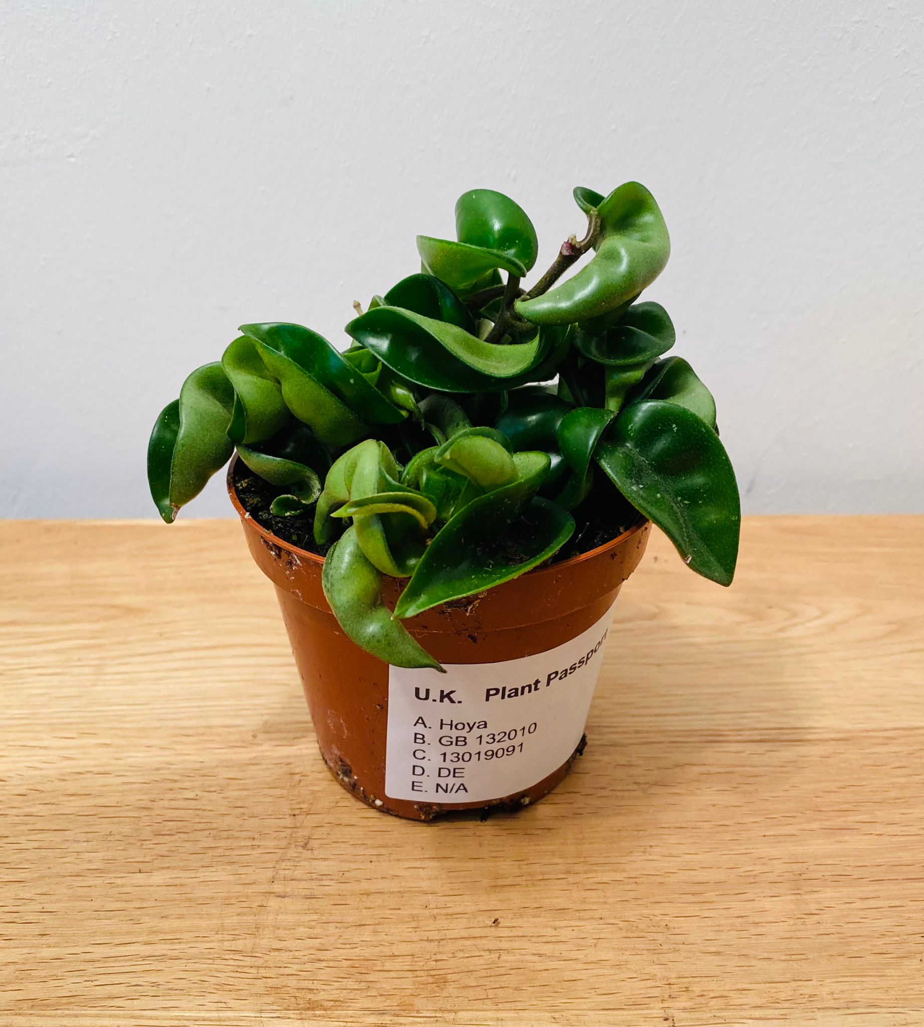 Hoya Carnosa Compacta in a 9cm Pot Cassandra's Plants