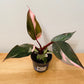 Philodendron Pink Princess in a 9cm pot Cassandra's Plants