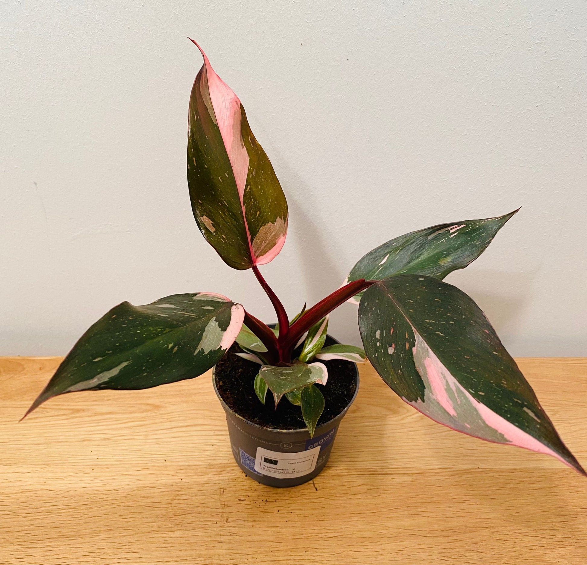 Philodendron Pink Princess in a 9cm pot Cassandra's Plants