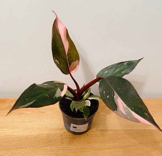 Philodendron Pink Princess in a 9cm pot Cassandra's Plants