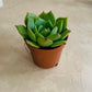 Echeveria Ramilette Succulent in 5.5cm Pot Cassandra's Plants