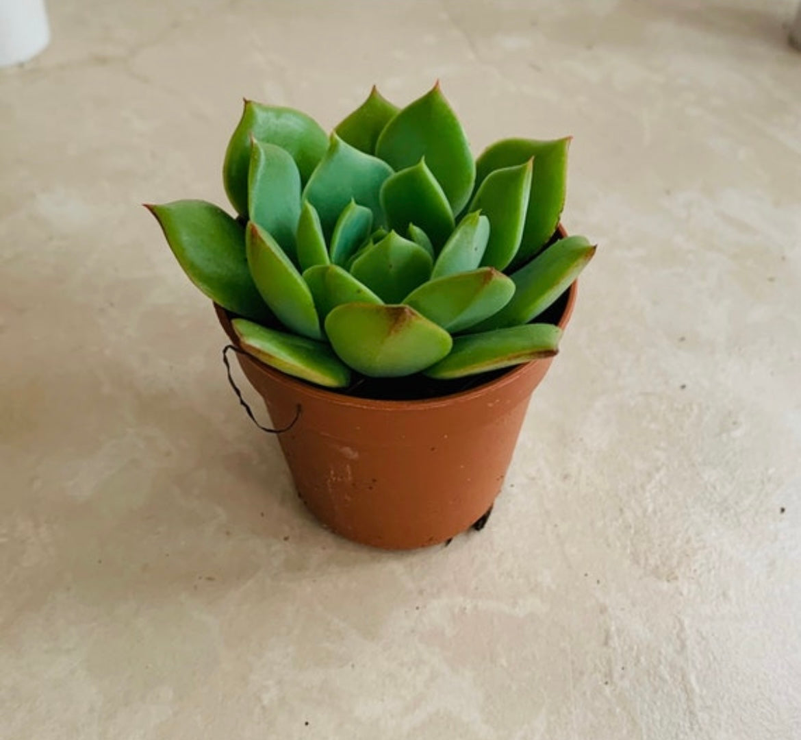 Echeveria Ramilette Succulent in 5.5cm Pot Cassandra's Plants