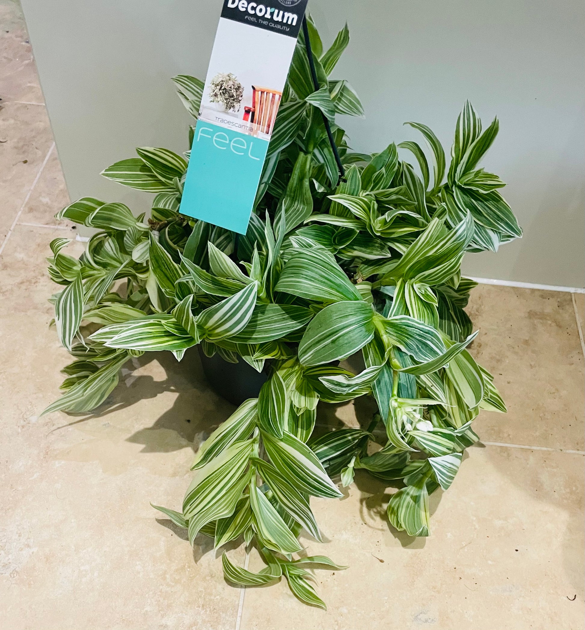 Tradescantia Albiflora Albovittata Cassandra's Plants
